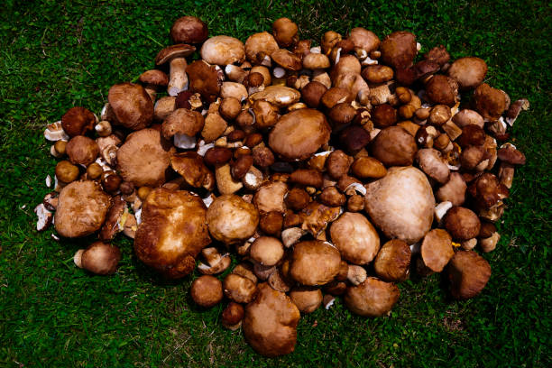 istock brown mushrooms on the grass 1005251474