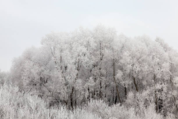 istock Trees in the frost 1005254312