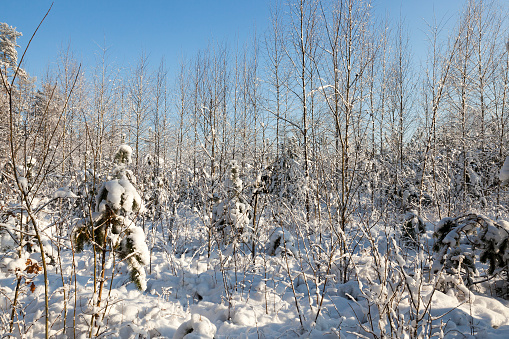 the territory on which a new forest is being cultivated - plantation, Winter time of the year, trees and earth are covered with snow after snowfall, sunny day