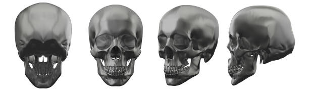 スカルの 3 d レンダリング図 - people the human body human head human face ストックフォトと画像