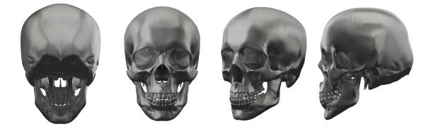 3d rendering illustration of skull
