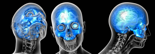 istock 3d rendering medical illustration of the upper skull 1005254612