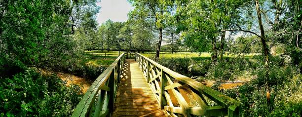 istock footpath track trail wooden bridge footbridge river forest 1005259904