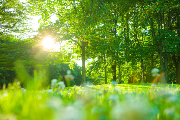 istock Blooming flowers in the morning forest 1005267422