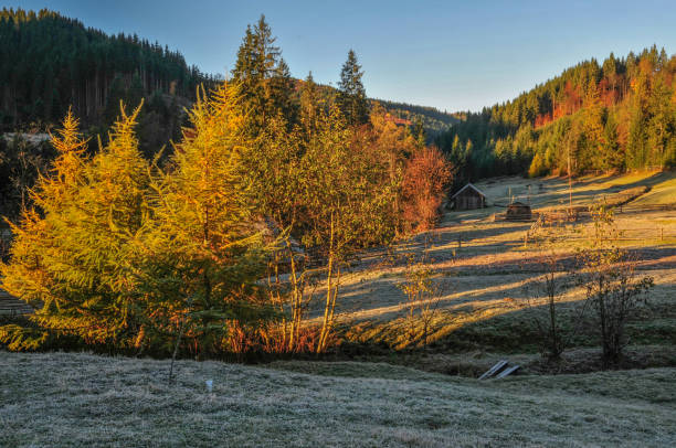 istock Sunlight under yellow trees and frozen grass in autumn 1005267496