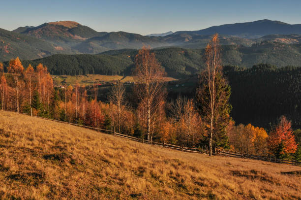 istock Beautiful autumn forest in Carpathian mountains 1005269936