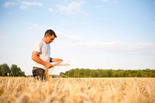 istock Agriculture: farmer stands in his barley field before harvesting starts 1005270458