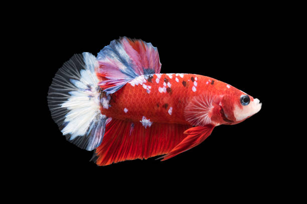 istock beautiful betta splendens isolated on black background 1005272944