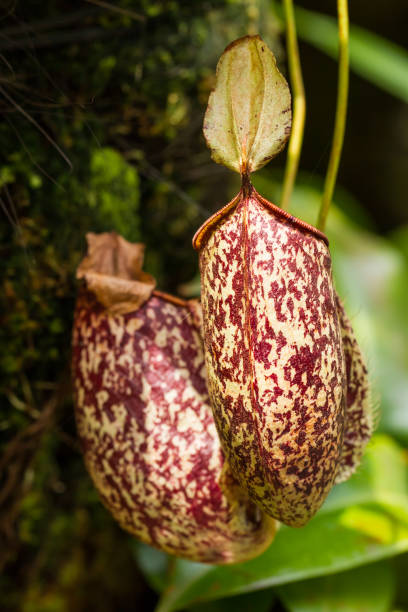 istock Carnivorous plant in the tropics 1005273258