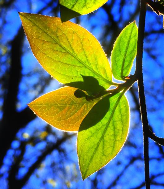 back lit leaves - vertical bright brightly lit vibrant color imagens e fotografias de stock