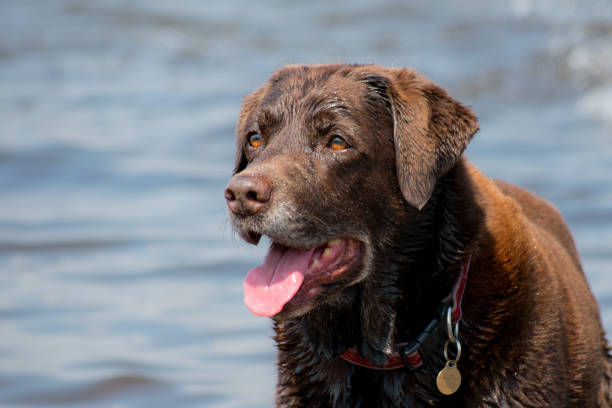istock Chocolate Labrador looking happy and enjoying the water 1005273740