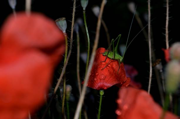 istock red tulips in the meadow 1005276598