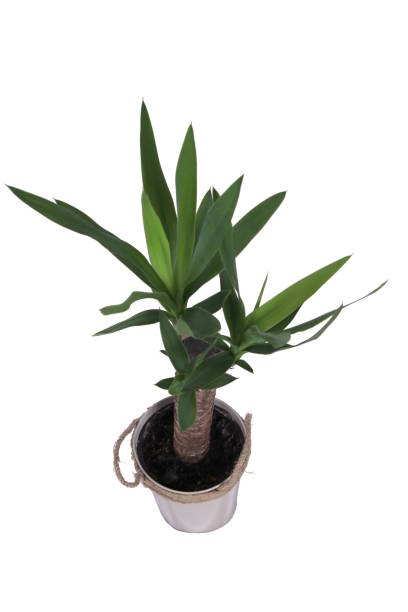 istock Potted Yucca  Plant isolated on a white background 1005279414