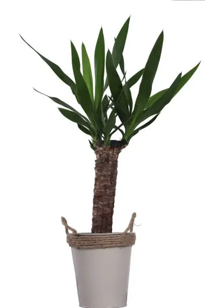 Plant, Palm, Potted Plant, White Background, Cut Out