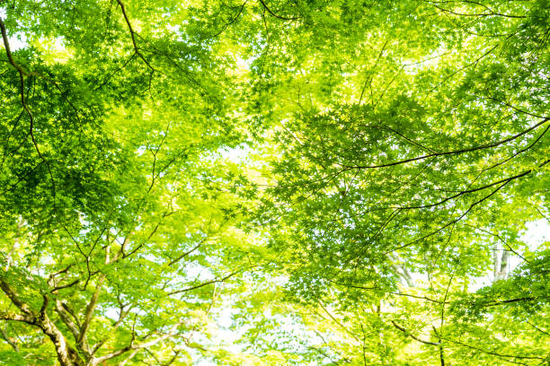 istock Leaves of green maple and maple branches tree against on sky, small space sunlight. 1005282034