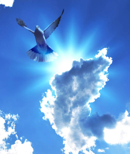 istock mystical flight of a dove 1005282484