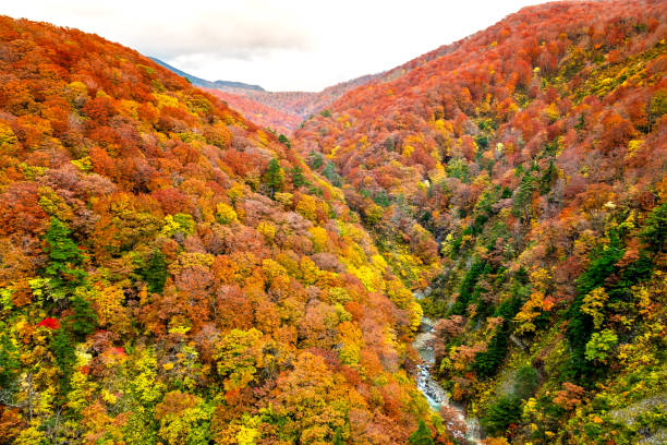 Colorful mountains range in autumn  at the Shirakami area with red, orange, and golden foliage ,small river across between mountains in Aomori Tohoku Japan, the Jogakura located near Jogakura bridge. Colorful mountains range in autumn  at the Shirakami area with red, orange, and golden foliage ,small river across between mountains in Aomori Tohoku Japan, the Jogakura located near Jogakura bridge. hakkoda mountain range stock pictures, royalty-free photos & images