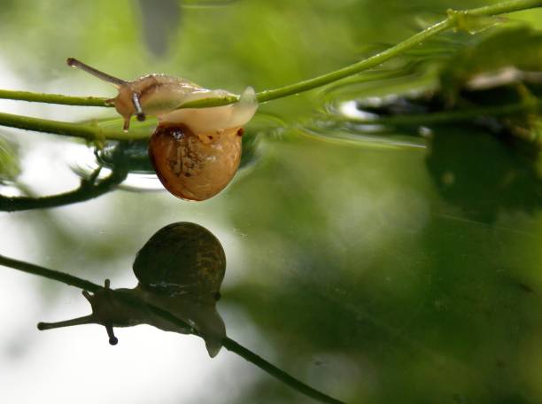 Buy 2 Get 1 Free Pond Snails - Freshwater Aquarium Snails, Easy Care For Beginners, Helps Clean Tanks, Tropical Water Temperature 10 thumbnail image
