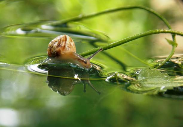 small snail on the plant in the pond