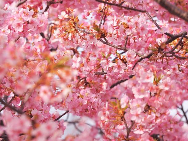 istock Cherry Blossum Photography 1005291286