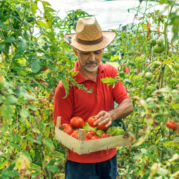 istock Man holding crate of fresh vegetables 1005291328