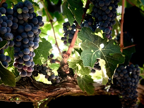 Black grapes are waiting for wine to grow