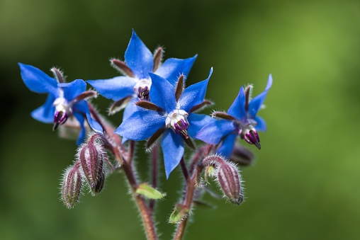 Flores de borraja azul en el jardín. photo