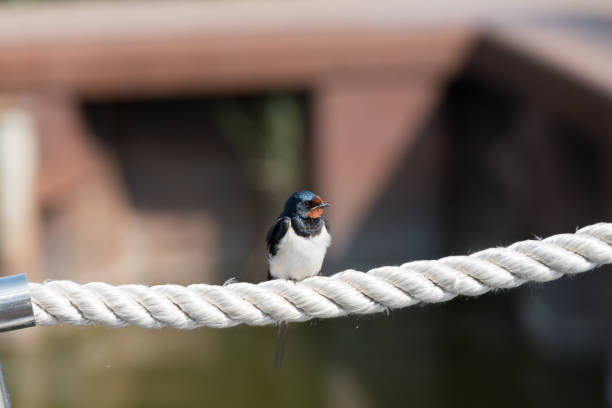 istock Chimney swallow on a rope 1005294478