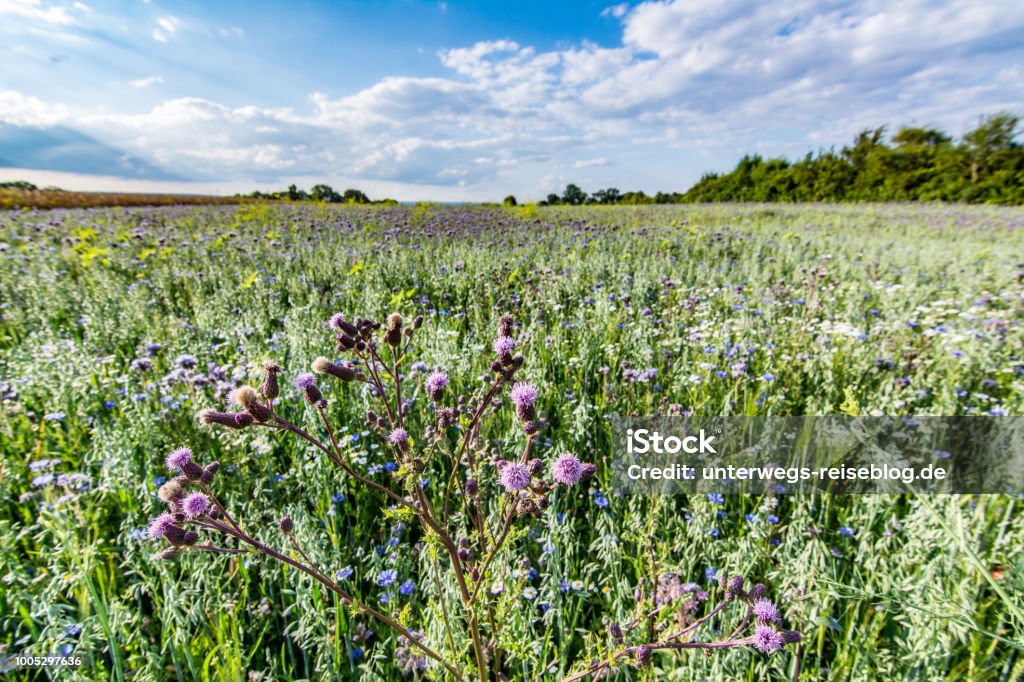 Meadow with colorful flowers in summer Meadow with colorful flowers in summer in southern Germany Agricultural Field Stock Photo