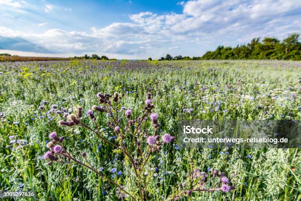 Meadow With Colorful Flowers In Summer Stock Photo - Download Image Now - Agricultural Field, Agriculture, Beauty