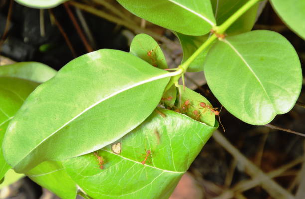 istock red ant protect and climbing on nest leaf 1005297806