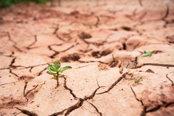 istock Dry land, World Disaster, Broken soil , Cracked ground background 1005304224