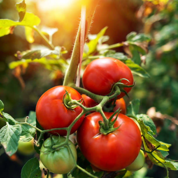 pomodoro - tomato vegetable greenhouse vegetable garden foto e immagini stock