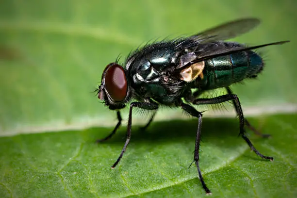 Blow fly sitting on a leaf in lateral close-up view