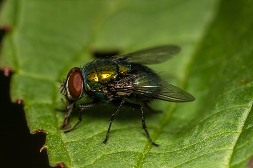 a greenbottle sitting on a leaf in close up view