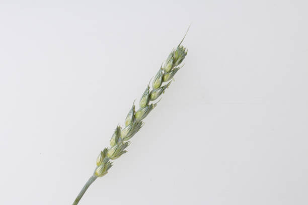 istock Spike of cereal on a white background. 1005327360