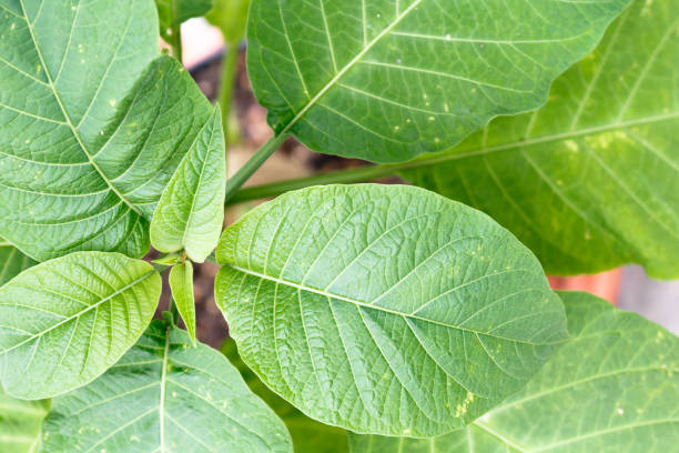 istock Green fresh plant leaves closeup, top view 1005327734