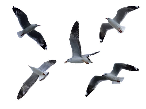 istock The set of Seagull birds flying,isolate on white background 1005328314