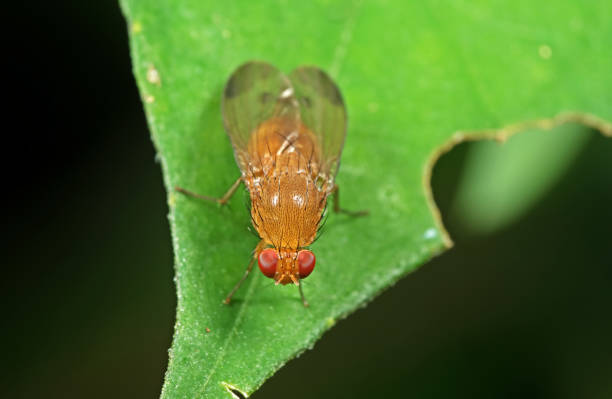 istock Macro Photo of Little Orange fly on Green Leaf 1005328548