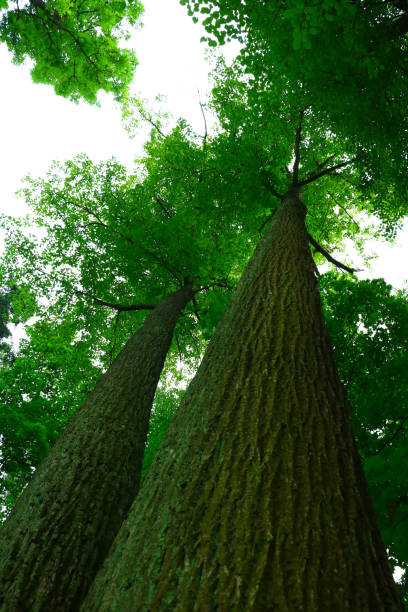 istock green crowns of huge trees 1005331052
