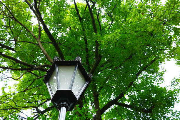 istock lantern on a background of crowns green trees 1005331070