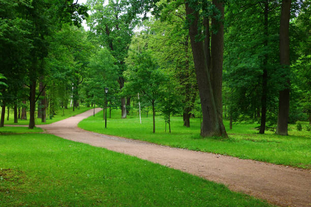 istock footpath in the beautiful green park in summer 1005331256