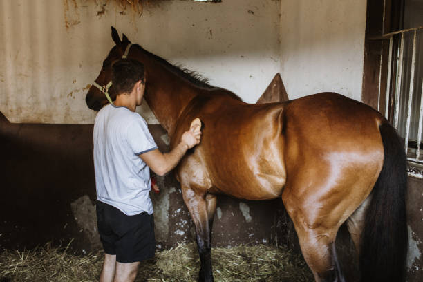 istock Man and horse in stable 1005334506