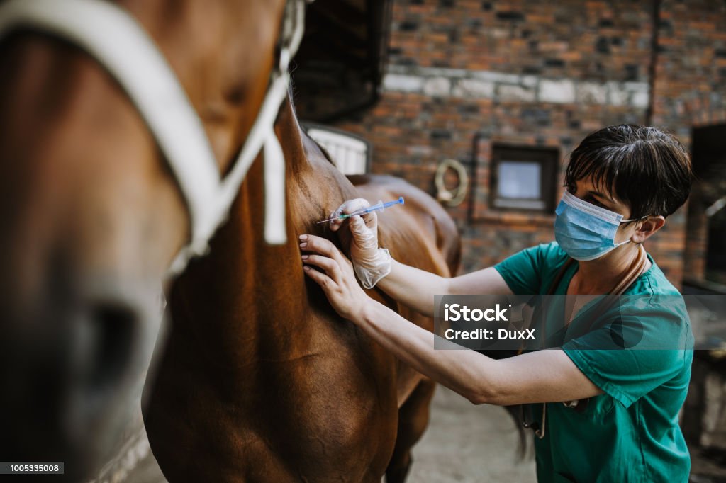 Cheval et vétérinaire - Photo de Cheval libre de droits