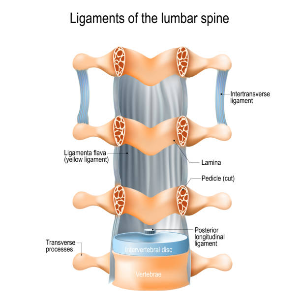 illustrations, cliparts, dessins animés et icônes de ligaments de la colonne lombaire. ligamenta flava (ligament jaune) - ligament