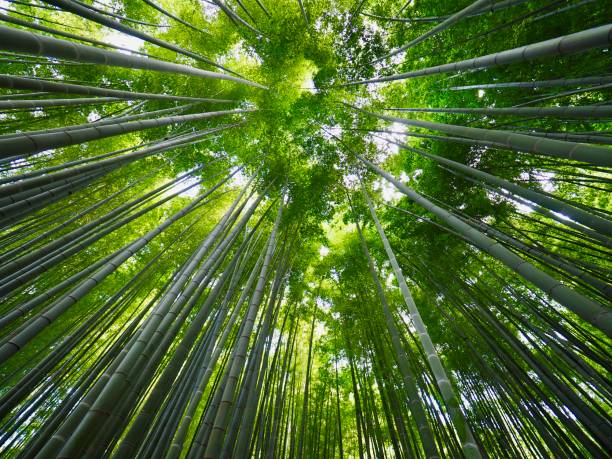 istock Shonan Photography 1005335414