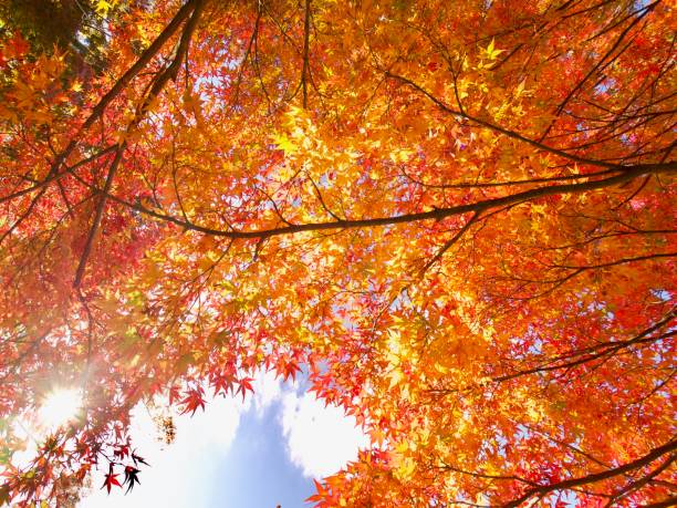 istock Fallen Leaves Photography 1005335790