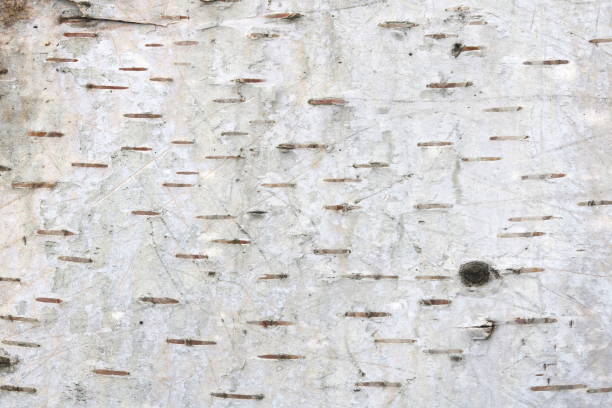 istock Natural background of birch bark with natural striped birch texture and with birch tree bark details 1005335840