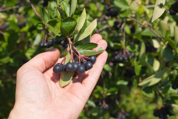 istock Human hand picking up aronia berries from aronia bush 1005338924