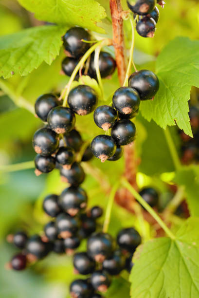 istock Blackcurrants on the bush branch. 1005339608
